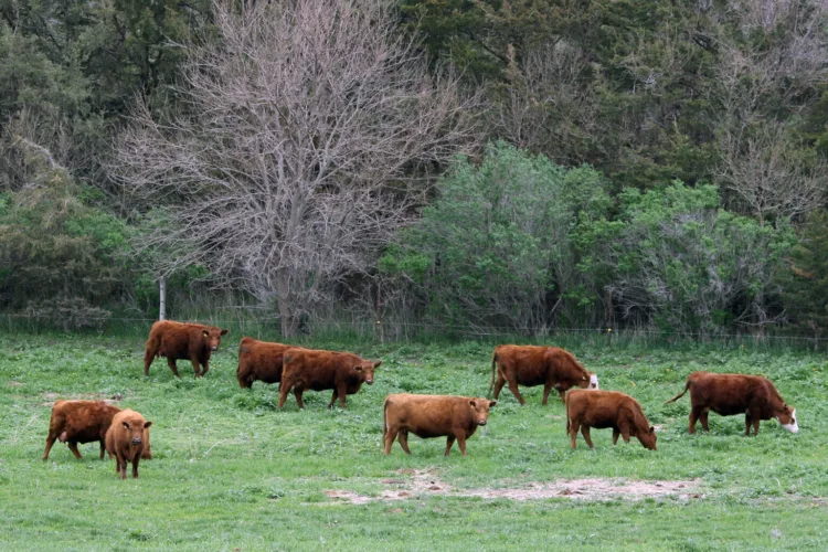 Iowa Food System Coalition studies economic impact of raising livestock on pasture
